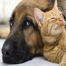 600 وات خانگی استفاده از دستگاه نور درمانی LED مادون قرمز نزدیک به آلیاژ آلومینیوم 4